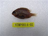 藏品(梭地豆娘魚)的圖片